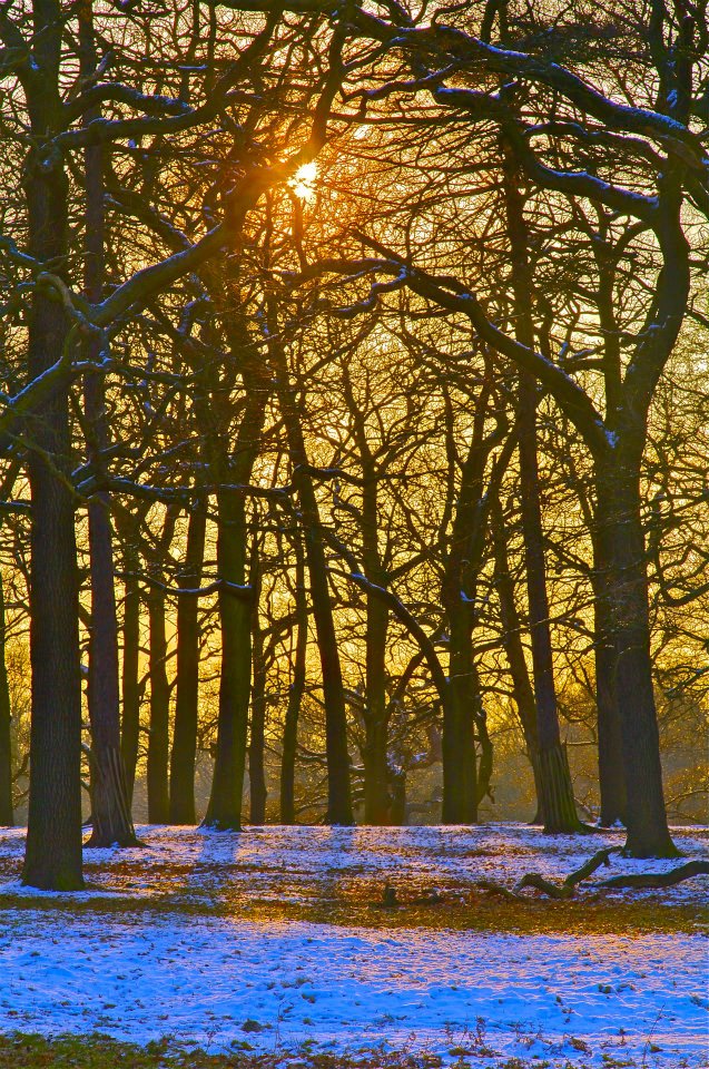 54 Richmond Park.jpg